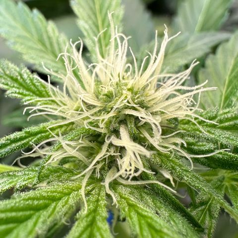 CxLAZ #11 50.28g growlog photo: Pollenated bud site
