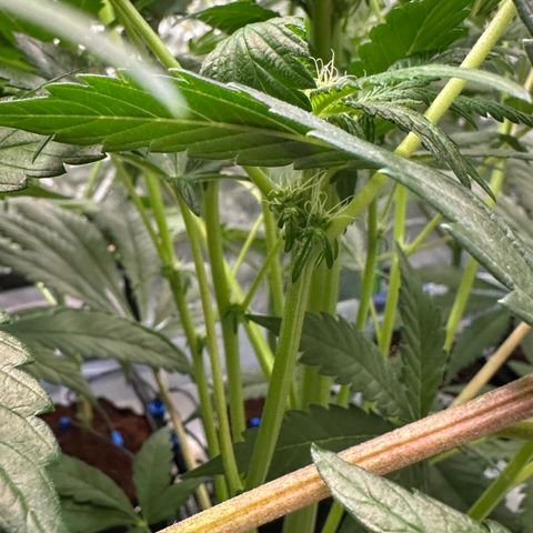 CxLAZ #16 50.72g growlog photo: Pollenated bud site