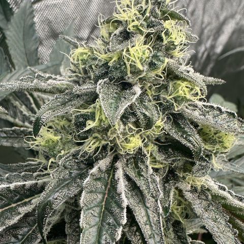 CxLAZ #24 37.13g growlog timeline photo