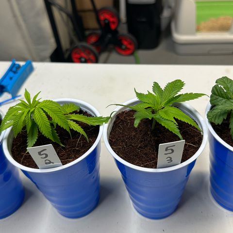 MiscxLAZ 5-4 34.63g growlog timeline photo