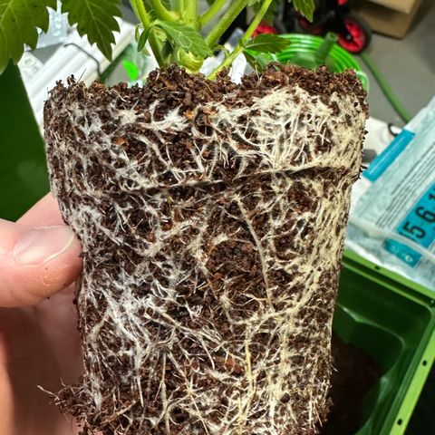 Fuel D.OG #1 Female 47.36g growlog photo: Transplanted into 1 gal pot