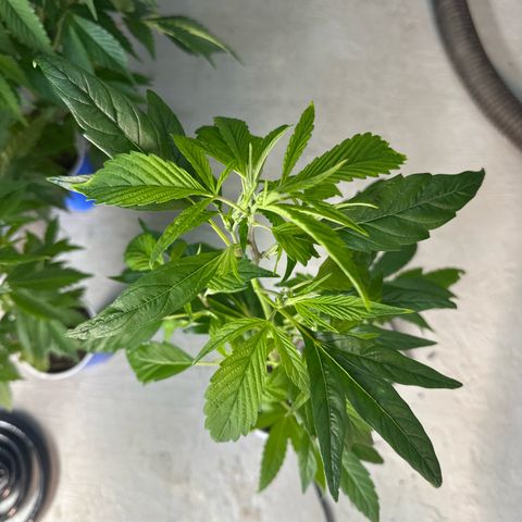MiscxLAZ #26 C #2 growlog timeline photo