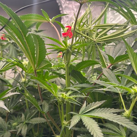 CxLAZ #16 50.72g growlog photo: Top training 