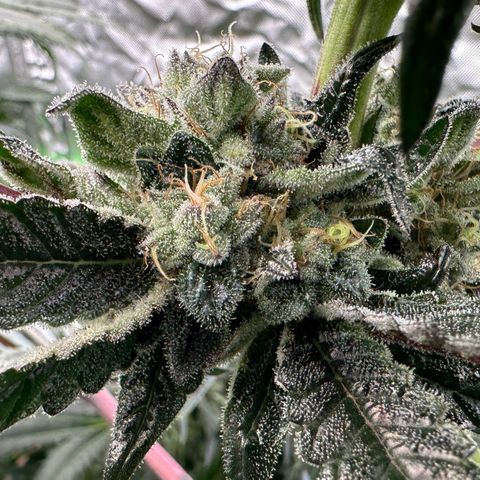 Misc x (LA Kush x Zkittles) #27 33.12g growlog timeline photo
