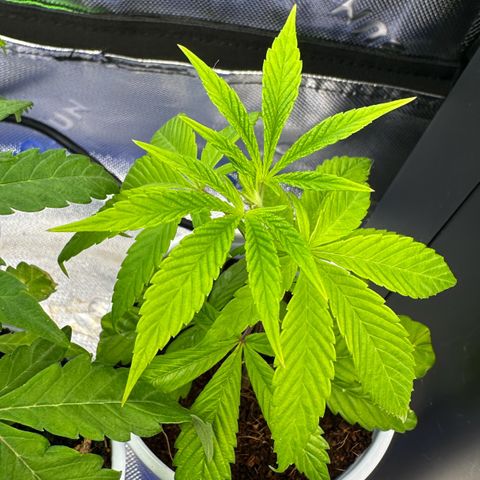 Shaman growlog timeline photo