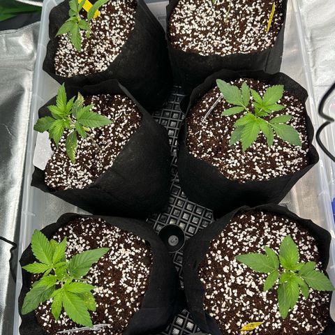 Misc x (LA Kush x Zkittles) #26 60.7g growlog timeline photo