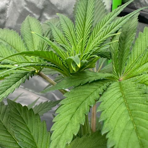 CxLAZ #16 50.72g growlog timeline photo
