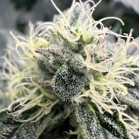CxLAZ #15 52g growlog timeline photo