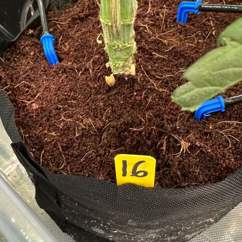 CxLAZ #16 50.72g growlog timeline photo