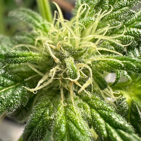 CxLAZ #16 50.72g growlog photo: Pollenated bud site 24hr later