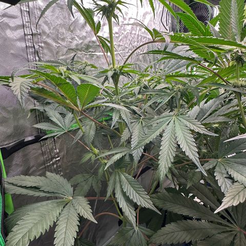 CxLAZ #24 37.13g growlog timeline photo