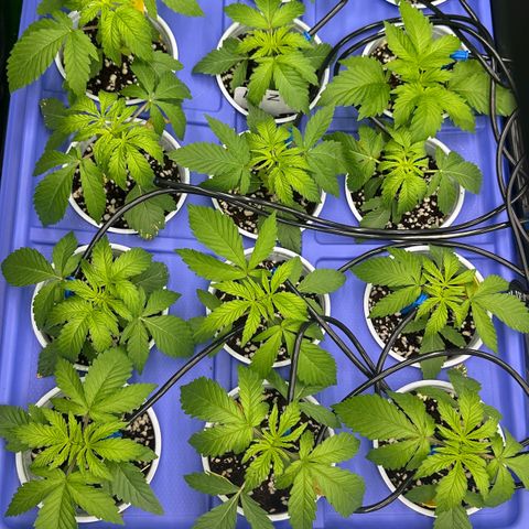 Misc x (LA Kush x Zkittles) #26 60.7g growlog timeline photo