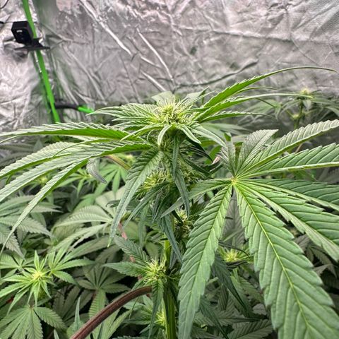 CxLAZ #03 45.52g growlog timeline photo