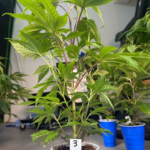 CxLAZ #03 C #1 58.58g growlog timeline photo