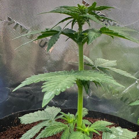 Auto Think Different  #3 growlog timeline photo