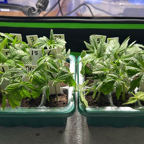 Shaman growlog timeline photo