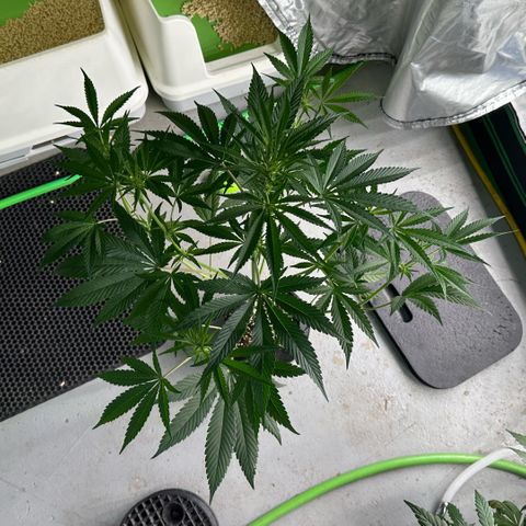 CxLAZ #16 50.72g growlog timeline photo