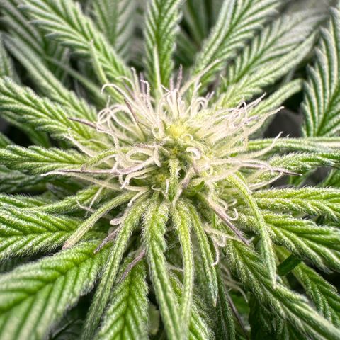 CxLAZ #16 50.72g growlog timeline photo
