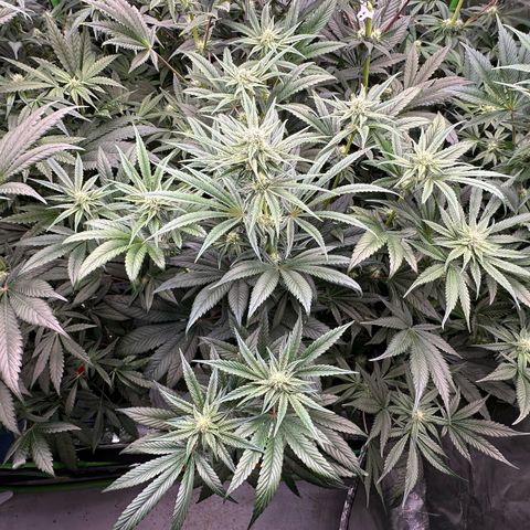 CxLAZ #16 50.72g growlog photo: Stacking nicely 9 heads
