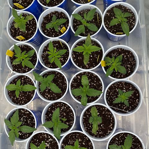 Misc x (LA Kush x Zkittles) #26 60.7g growlog timeline photo