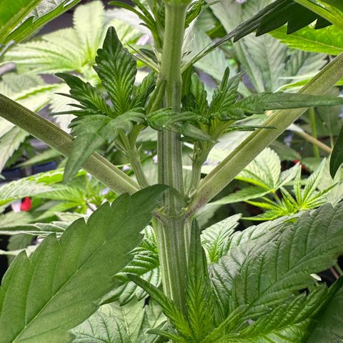 CxLAZ #16 50.72g growlog timeline photo
