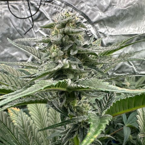 Misc x (LA Kush x Zkittles) #29 25.69g growlog timeline photo