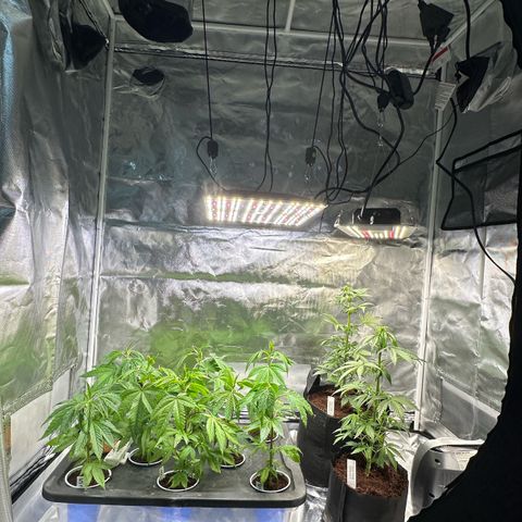 Shaman growlog photo: Setup 2x4 and moved plants around.