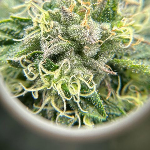 CxLAZ #16 50.72g growlog timeline photo