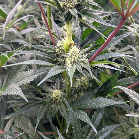 CxLAZ #31 58.75g growlog timeline photo