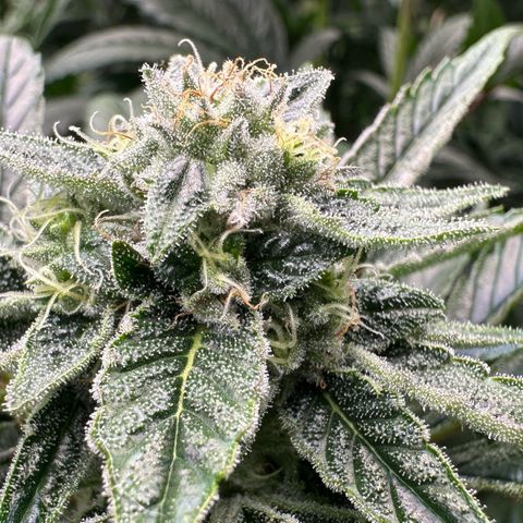 Misc x (LA Kush x Zkittles) #26 60.7g growlog timeline photo