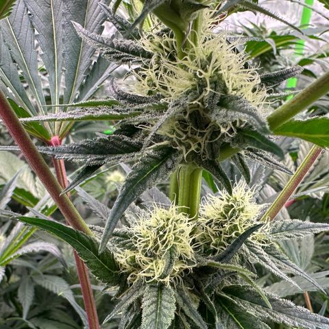 CxLAZ #31 58.75g growlog timeline photo