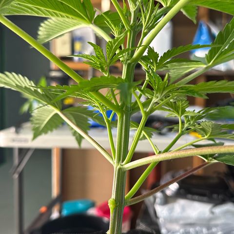 CxLAZ #16 50.72g growlog photo: Lollipoped