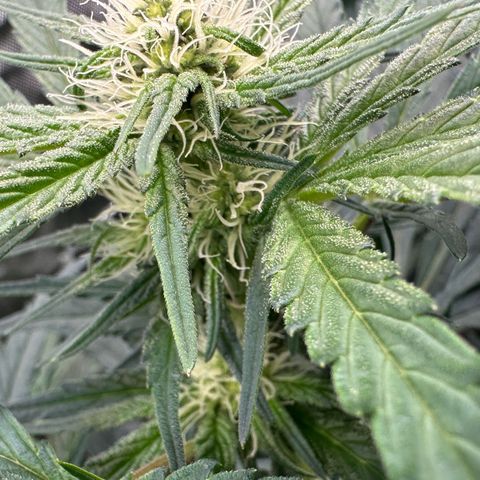 CxLAZ #15 52g growlog timeline photo