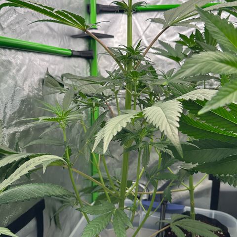 CxLAZ #16 50.72g growlog timeline photo