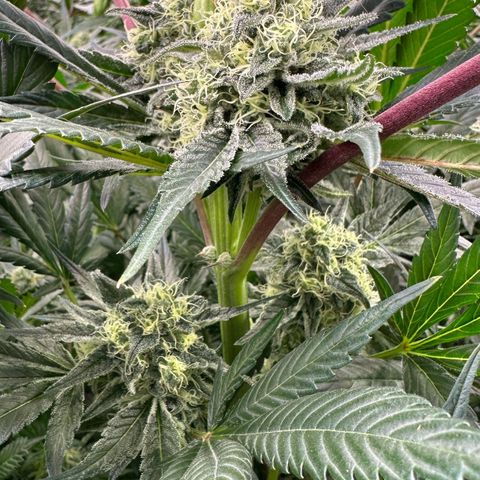 CxLAZ #31 58.75g growlog timeline photo