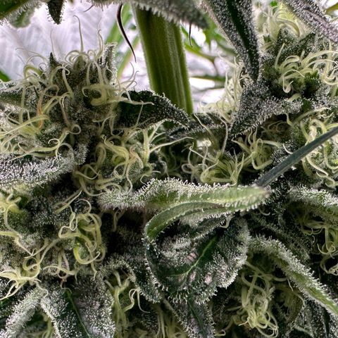 CxLAZ #31 58.75g growlog timeline photo
