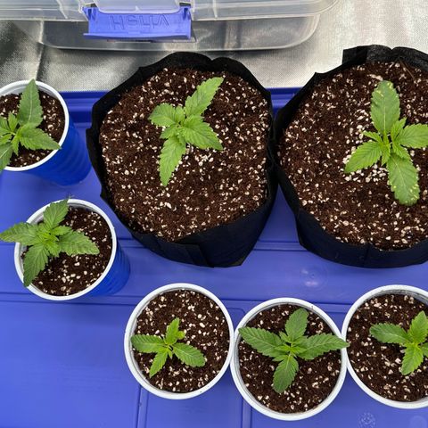 Misc x (LA Kush x Zkittles) #26 60.7g growlog timeline photo