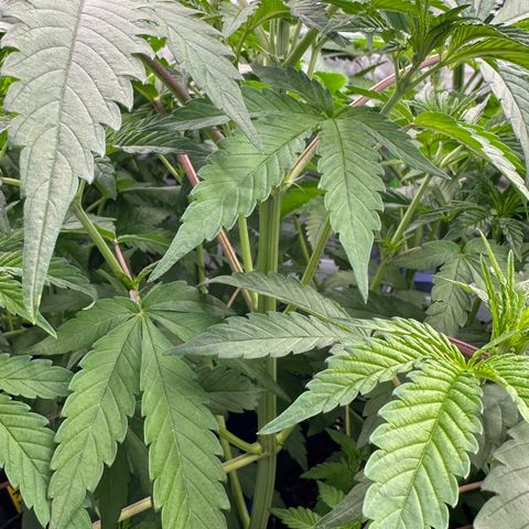 CxLAZ #16 50.72g growlog timeline photo