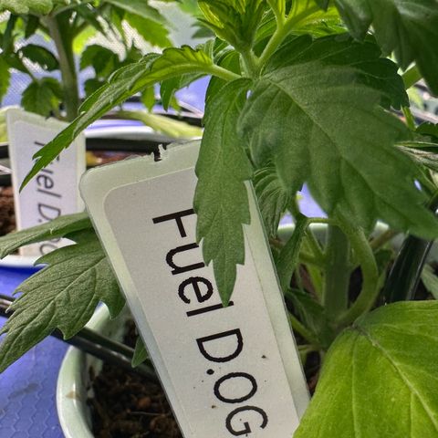 Fuel D.OG #1 Female 47.36g growlog timeline photo