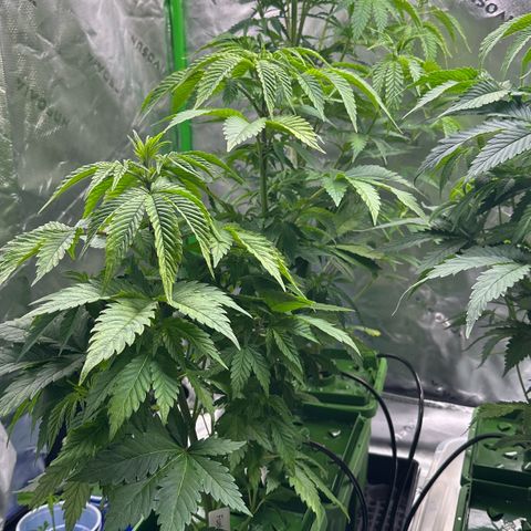 Shaman growlog photo: Installed 12 port water manifold and water lines