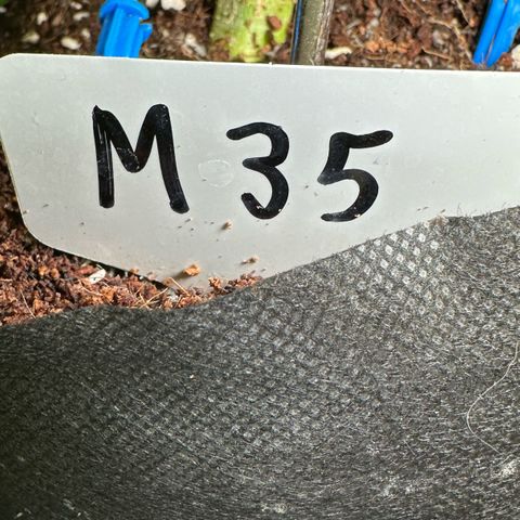 Misc x (LA Kush x Zkittles) #35 28.55g growlog timeline photo