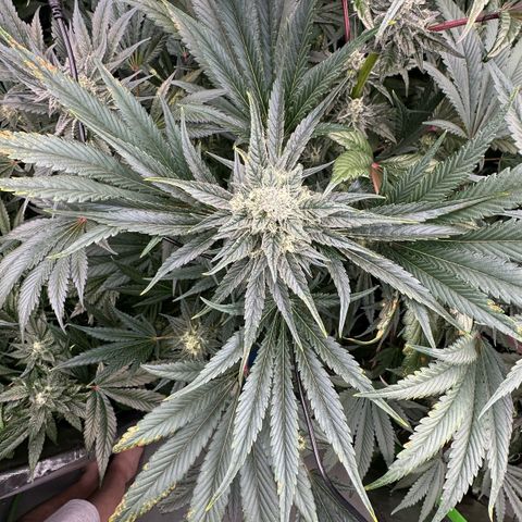 CxLAZ #31 58.75g growlog timeline photo