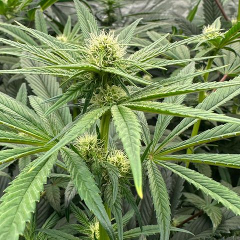 Misc x (LA Kush x Zkittles) #26 60.7g growlog timeline photo