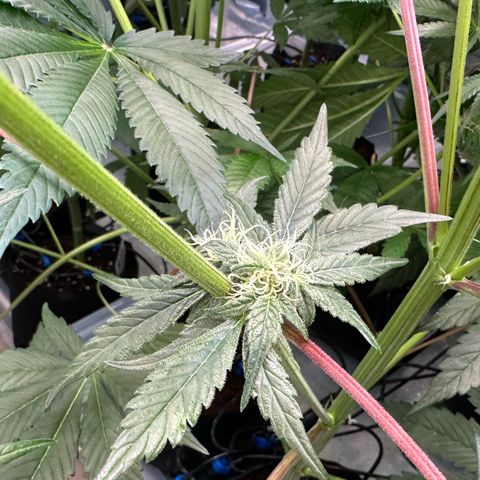 CxLAZ #03 45.52g growlog photo: Pollen sac from training on Tuesday