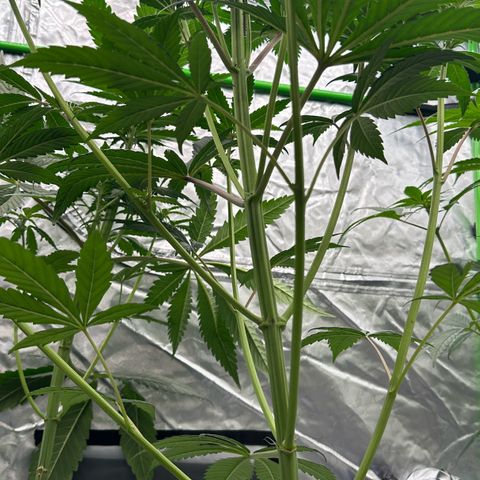 CxLAZ #16 50.72g growlog timeline photo