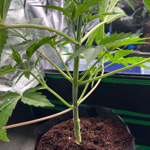 CxLAZ #16 50.72g growlog photo: Lollipoped