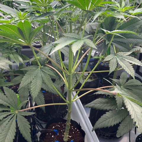 CxLAZ #16 50.72g growlog timeline photo