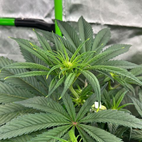 CxLAZ #16 50.72g growlog timeline photo