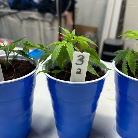 Shaman growlog photo: Transplanted into 18oz cups 