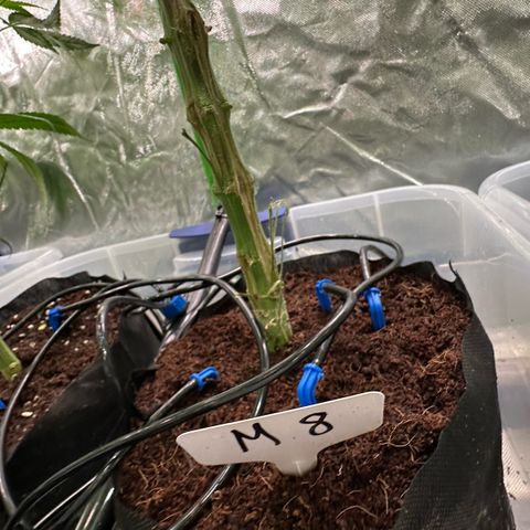 CxLAZ #16 50.72g growlog photo: Pollenated bud site